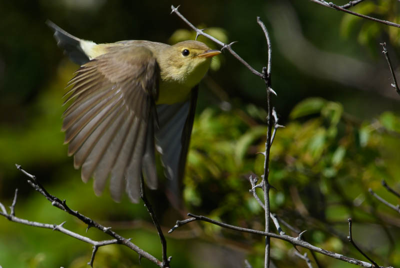 Orpheusspotvogel